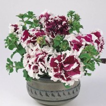 img-1: Петуния махровая Пируэтт Парпл [1000 драже] - ООО «Семена Тут»