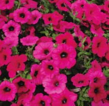 Петуния ампельная F1 Парпл Вельвет [1000 драже] - ООО «Семена Тут»