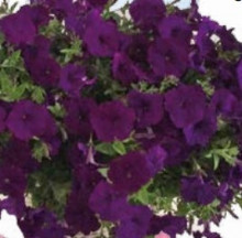 Петуния гибридная Пендолино Блю [100 драже] - ООО «Семена Тут»