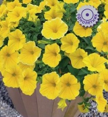 Петуния гибридная Пендолино Голден Еллоу [100 драже] - ООО «Семена Тут»