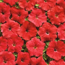 Петуния мультифлора Марика [1000 драже] - ООО «Семена Тут»