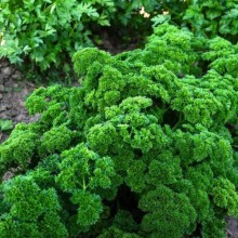 Петрушка Петра листовая - ООО «Семена Тут»