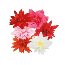 Бегония Фанки Микс [1000 драже] - ООО «Семена Тут»