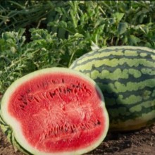 Арбуз Поларис F1 - ООО «Семена Тут»