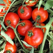 Томат Ред Пак F1 - ООО «Семена Тут»