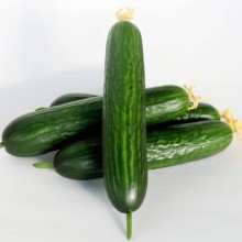 Огурец Волга F1 - ООО «Семена Тут»