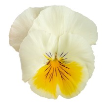 Виола ампельная Хайфлайер F1 Лемон Сплеш [500 шт] - ООО «Семена Тут»