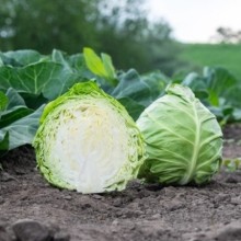 Капуста белокочанная Росберг F1 - ООО «Семена Тут»