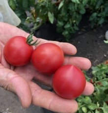 Томат Росе F1 - ООО «Семена Тут»