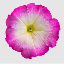 img-1: Петуния мультифлора БУМ Эйч ди Роуз Морн [1000 драже] - ООО «Семена Тут»