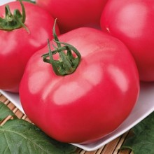 Томат Роузи (инкруст. семена) - ООО «Семена Тут»