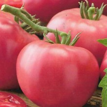 Томат Розмус F1 - ООО «Семена Тут»