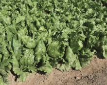 img-1: Салат Руморс - ООО «Семена Тут»