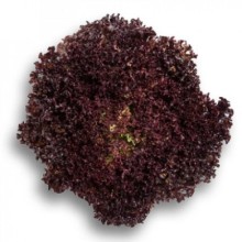 Салат Сенсибель - ООО «Семена Тут»