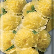 Шток-роза Желтая - ООО «Семена Тут»