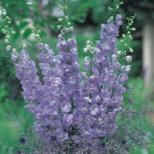 Дельфиниум высокий Аврора Лавендер [1000 шт] - ООО «Семена Тут»