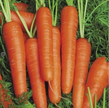Морковь Спидо F1 [1.6-1.8 мм] - ООО «Семена Тут»
