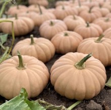 Тыква Спеллкаст F1 - ООО «Семена Тут»