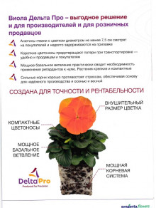 img-4: Виола крупноцветковая Дельта Про микс [1000 шт] - ООО «Семена Тут»