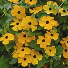 Тунбергия крылатая Оранжевая - ООО «Семена Тут»