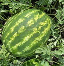 Арбуз Термез F1 - ООО «Семена Тут»