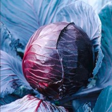 img-1: Капуста краснокочанная Топаз - ООО «Семена Тут»