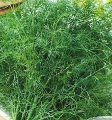 Укроп Тристан - ООО «Семена Тут»