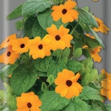 img-1: Тунбергия крылатая Оранжевая - ООО «Семена Тут»