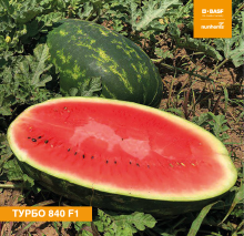 Арбуз Турбо 840 F1 - ООО «Семена Тут»