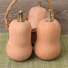 Тыква мускатная Неваляшка (инкруст. семена) - ООО «Семена Тут»