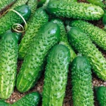 Огурец Ультиматум F1 - ООО «Семена Тут»
