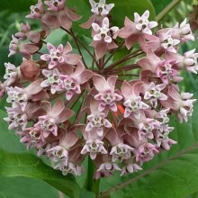 Ваточник сирийский [5*15 шт] - ООО «Семена Тут»