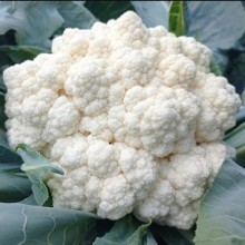 Капуста цветная Вайтекс F1 - ООО «Семена Тут»