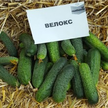 Огурец Велокс F1 - ООО «Семена Тут»