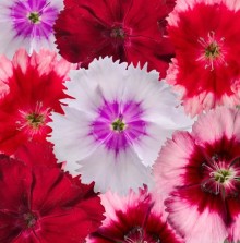 Гвоздика Венти Партфайт Микс [1000 драже] - ООО «Семена Тут»