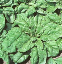 Шпинат Викинг F1 - ООО «Семена Тут»