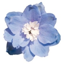 Дельфиниум гибридный Бенарис Пацифик Саммер Скай [1000 шт] - ООО «Семена Тут»