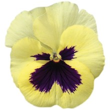 Виола крупноцветковая Экстрада Лемон виз Блотч [1000 шт] - ООО «Семена Тут»