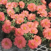 Портулак Сандайл F1 Корал [1000 шт] - ООО «Семена Тут»