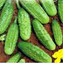 Огурец Няшка F1 - ООО «Семена Тут»