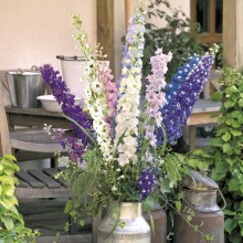 Дельфиниум гибридный Бенарис Пацифик Микс [1000 шт] - ООО «Семена Тут»