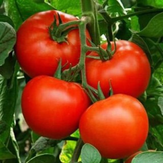 img-0: Томат Алпатьева 905 А - ООО «Семена Тут»