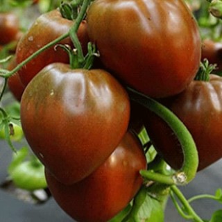 Томат Воловье сердце коричневое - ООО «Семена Тут»