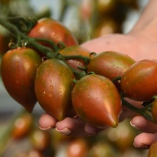 Томат Гранатовая капля (инкруст. семена) - ООО «Семена Тут»