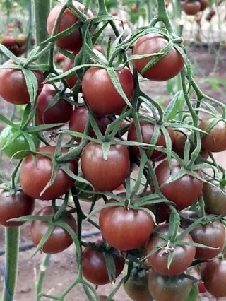 img-1: Томат Мерхаба F1 - ООО «Семена Тут»