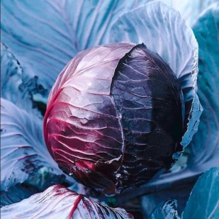 img-1: Капуста краснокочанная Топаз - ООО «Семена Тут»