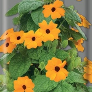 img-1: Тунбергия крылатая Оранжевая - ООО «Семена Тут»