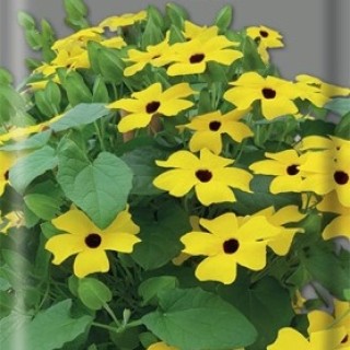 Тунбергия крылатая Желтая - ООО «Семена Тут»