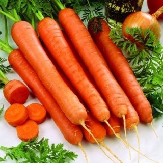 Морковь Тушон - ООО «Семена Тут»