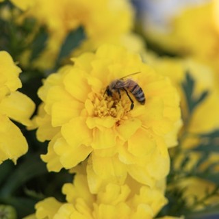 img-1: Бархатцы отклоненные Милли Ванилли [1000 шт] - ООО «Семена Тут»